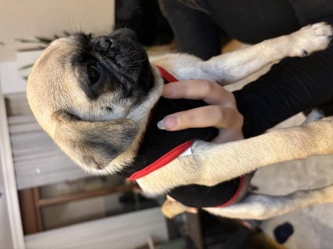 Son kalan erkek yavru pug