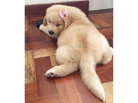 Arkadaş canlısı golden retriever yavrular