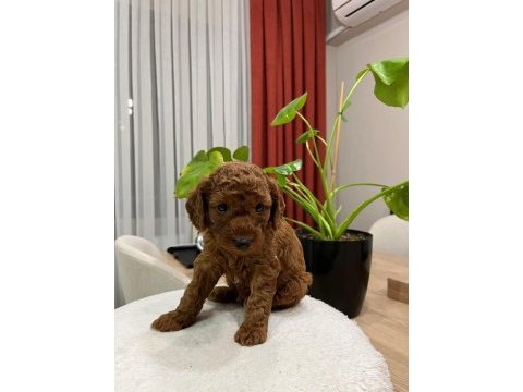 Toy poodle (bayram şekerleri)