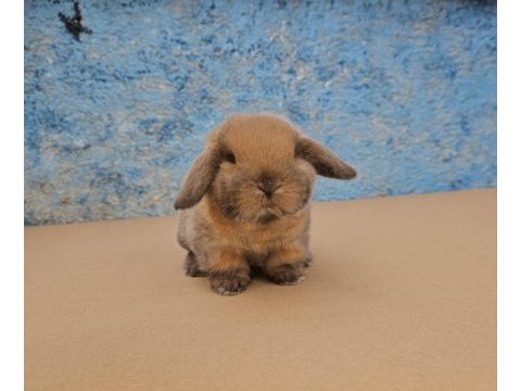 Mini lop tavşan bebeklerimiz
