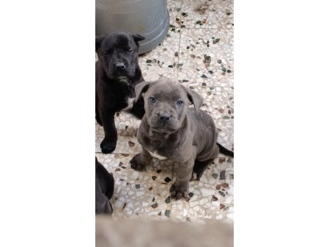Safkan şecereli a+ cane corso