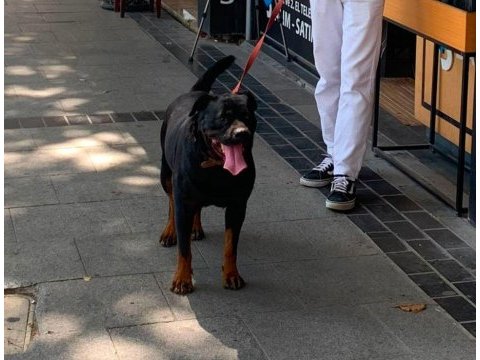 Safkan rottweiler 15 aylık