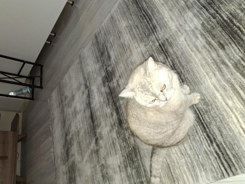 British shorthair 7 yaşında