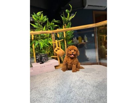 2 aylık hareketli kıvırcık toy poodle yavrularım