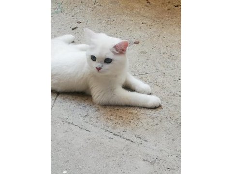 British shorthair acil yuva aranıyor