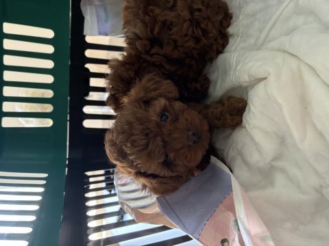 Kore kan teucuo toy poodle