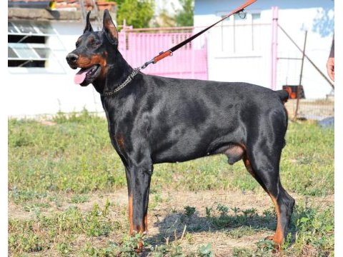 Doberman yavrularımız ırk garantilidir