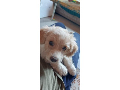3 aylık maltipoo tuvalet eğitimi var