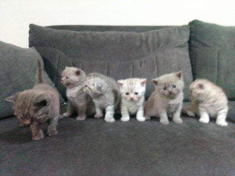 Baba scottish golden tabby anne british shorthair