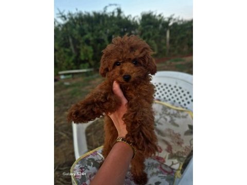 5 buçuk aylık kore dişi poodle