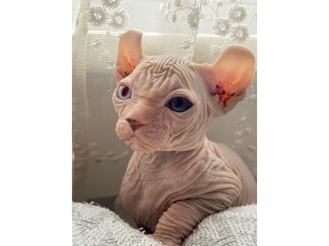 Hemen sahiplendirilecek sphynx yavrularımız
