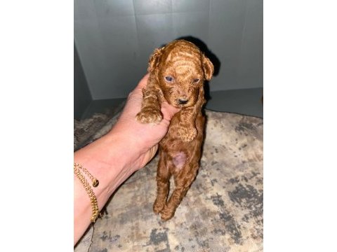 Orijinal ev üretimi haftaya teslim toy poodle