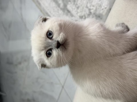 Sevimli oyuncu erkek scottish fold
