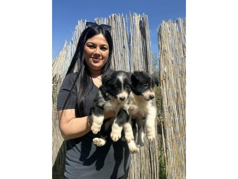 Uzun tüy border collie yavrularım