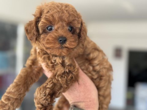 Petmode köpek çiftliğinden kore toy poodle