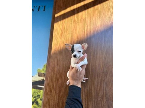 Irk ve sağlık garantili mini şivava bebekler