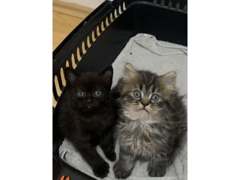 Evden safkan show kalite scottish fold yavrular