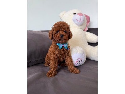2 aylık kaliteli koyu renk poodle