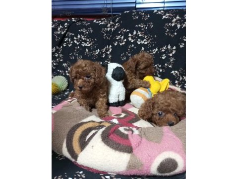 Toy poodle köpekler