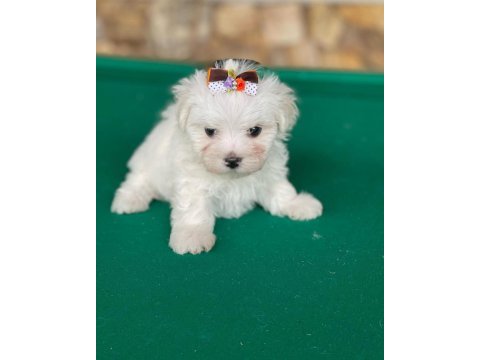 Beyaz morkie maşallah demeyi unutmayın 1.250gr