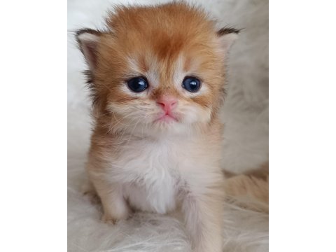 Bursa golden british shorthair yavrular acil sahiplendirme