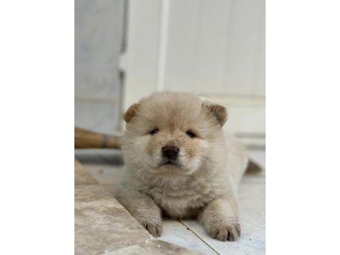 Chow chow (çin aslanı) yavrularımız