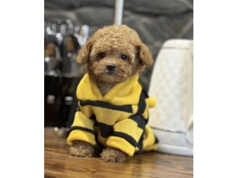 Mini maltipoo bebeklerimiz