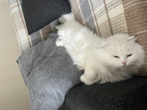 Sağlık sorunlarım sebebiyle scottish fold sahiplendiriyorum