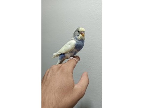 Yeni yeme düşmüş muhabbet kuşu etimesgut