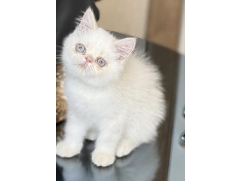 Exotic shorthair yavru 2.5 aylık