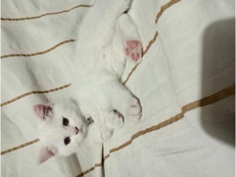 Sahiplendirme british shorthair