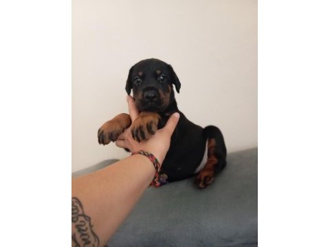 Doberman bebekler kapınıza kadar teslim ediyoruz