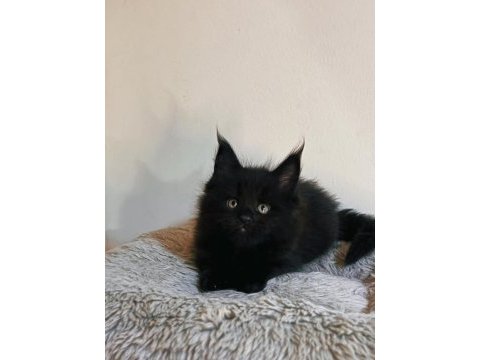 Xxl şecereli şampiyon kan hattı black maine coon