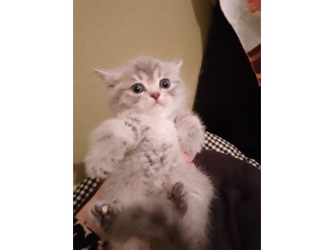 Sevimli british shorthair yavrumuz teslime hazır