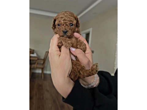 Yavru toy poodle