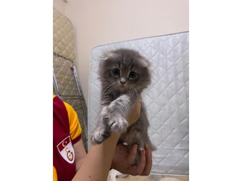 Tam bir oyuncu yavru scottish fold