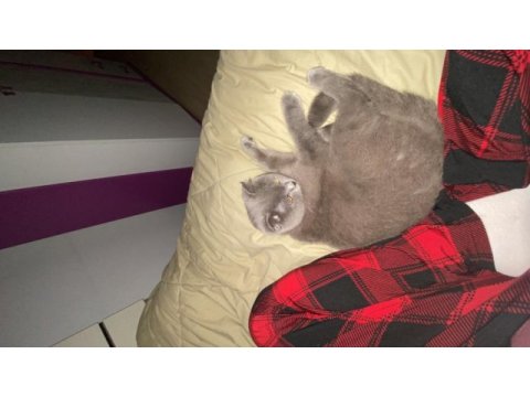 1,5 yaşında dişi british shorthair