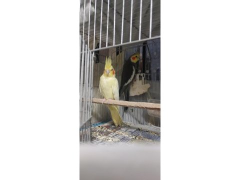Çift sultan papağanı yumurta hazırlığındalar
