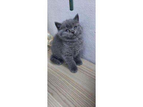 Oyuncu scottish fold