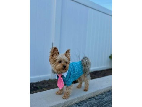 Evinizin maskotu olacak köpeğimiz