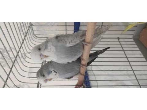 Show jumbo muhabbet kuşu yavrular