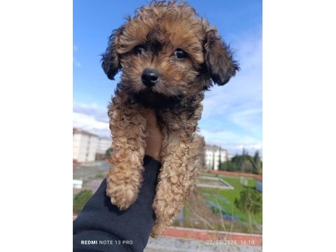 Maltipoo bebeğim