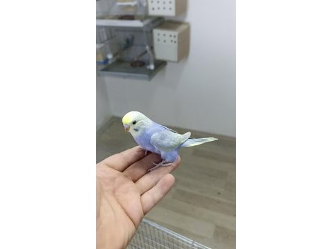 Alıştırmalık rainbow muhabbet kuşu yavrular