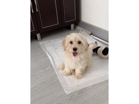 Yavru dişi maltese terrier