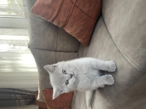 Lilac british shorthair 2 aylık yavru