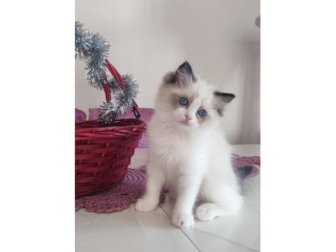Orijinal ragdoll bebekleri