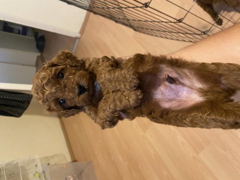 27 haziran doğumlu korekan dark brown son 2 toy poodle
