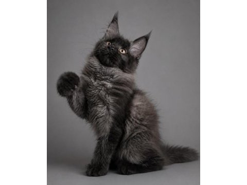 Xxxl maine coon erkek üst kaliteli uygun