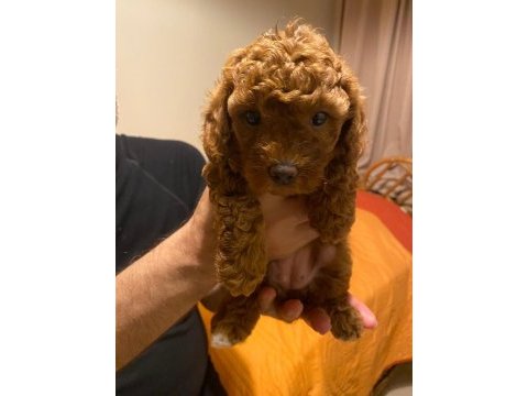 Secereli anneden toy poodle yavru