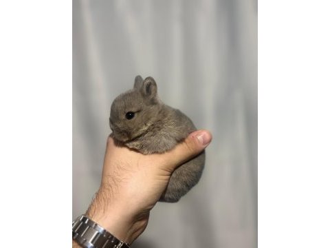 Holanda lop mini lop cuce tavsan yavrulari gonderim var